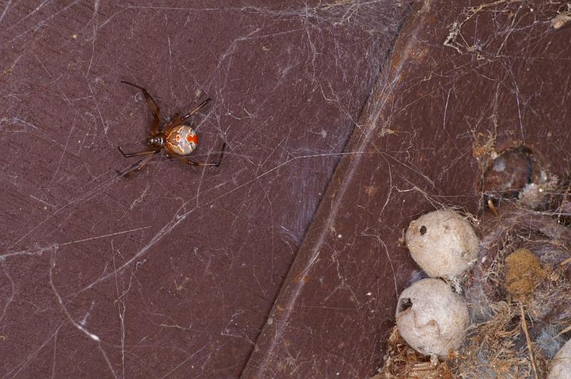 Latrodectus_hasselti_D3403_Z_85_E. of Nuendah homestead_Australie.jpg